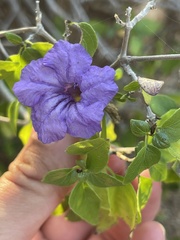 Ruellia californica peninsularis