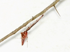 Argyrodes alannae