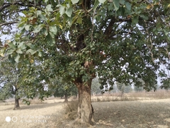 Madhuca longifolia