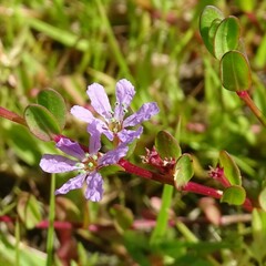 Lythrum flagellare