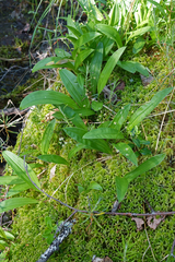 Maianthemum trifolium