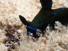 Tambja morosa