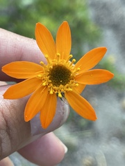 Adenophyllum speciosum