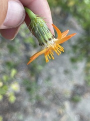 Adenophyllum speciosum
