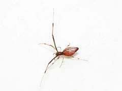 Argyrodes alannae