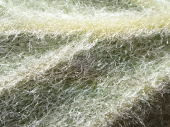 Cercocarpus traskiae