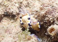 Hypselodoris imperialis