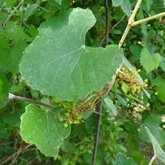 Vitis shuttleworthii