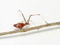 Argyrodes alannae
