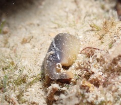 Monetaria caputophidii