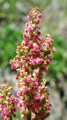 Rumex lapponicus