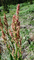 Rumex lapponicus