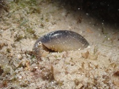 Monetaria caputophidii