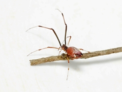 Argyrodes alannae