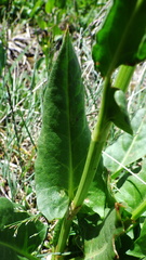 Rumex lapponicus