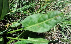 Rumex lapponicus
