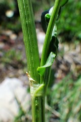 Rumex lapponicus