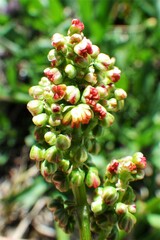 Rumex lapponicus