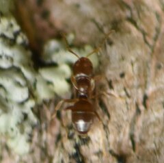 Brachymyrmex obscurior