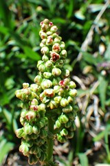 Rumex lapponicus