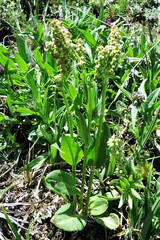 Rumex lapponicus