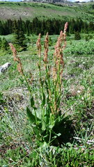 Rumex lapponicus