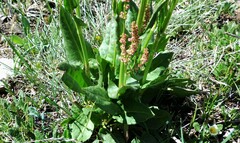 Rumex lapponicus