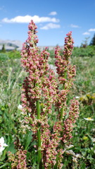 Rumex lapponicus