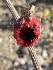 Peniocereus striatus