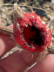 Peniocereus striatus