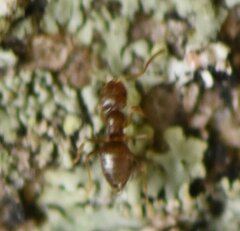 Brachymyrmex obscurior