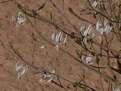 Trachyandra muricata