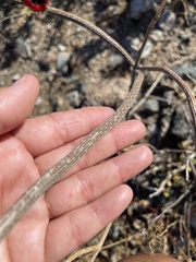 Peniocereus striatus