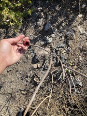 Peniocereus striatus