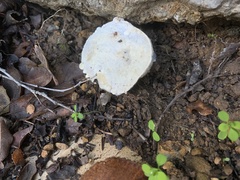 Hypomyces microspermus