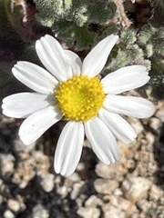 Perityle crassifolia