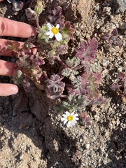 Perityle crassifolia