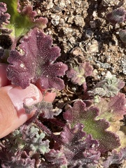 Perityle crassifolia