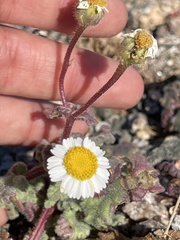 Perityle crassifolia