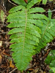 Cranfillia deltoides