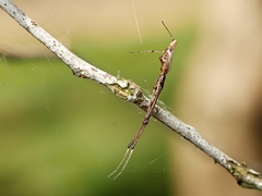 Argyrodes alannae