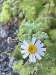 Perityle crassifolia