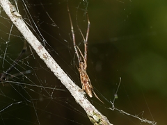 Argyrodes alannae