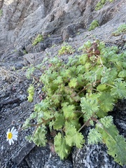 Perityle crassifolia