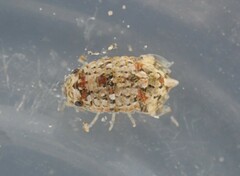 Isocladus armatus