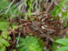 Cranfillia deltoides