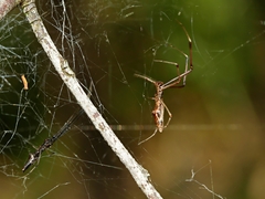 Argyrodes alannae