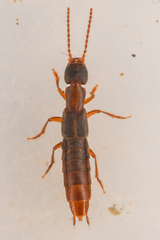 Cafius opacus