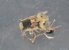 Isocladus armatus