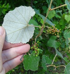 Vitis shuttleworthii